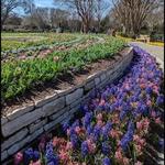 The Dallas Arboretum and Botanical Garden