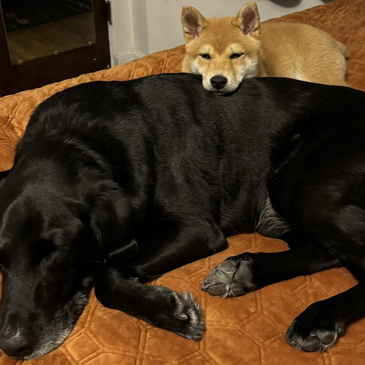 Dudey and Lingo, best friends from day one!