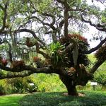 Marie Selby Botanical Gardens
