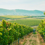 Tormaresca Vineyards
