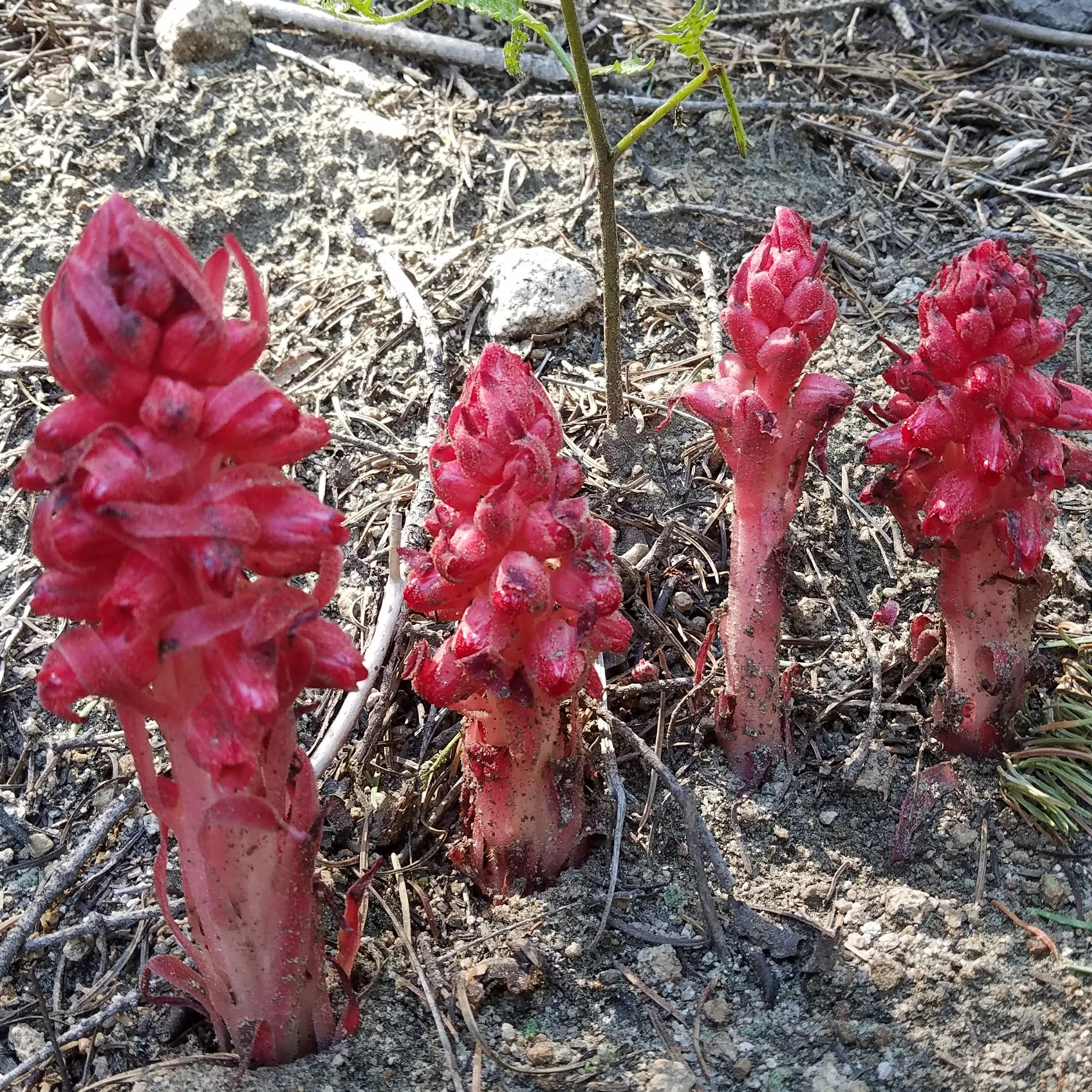 SNOW PLANT (FLOWER)