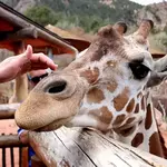 Cheyenne Mountain Zoo