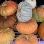 Vala's Pumpkin Patch & Apple Orchard