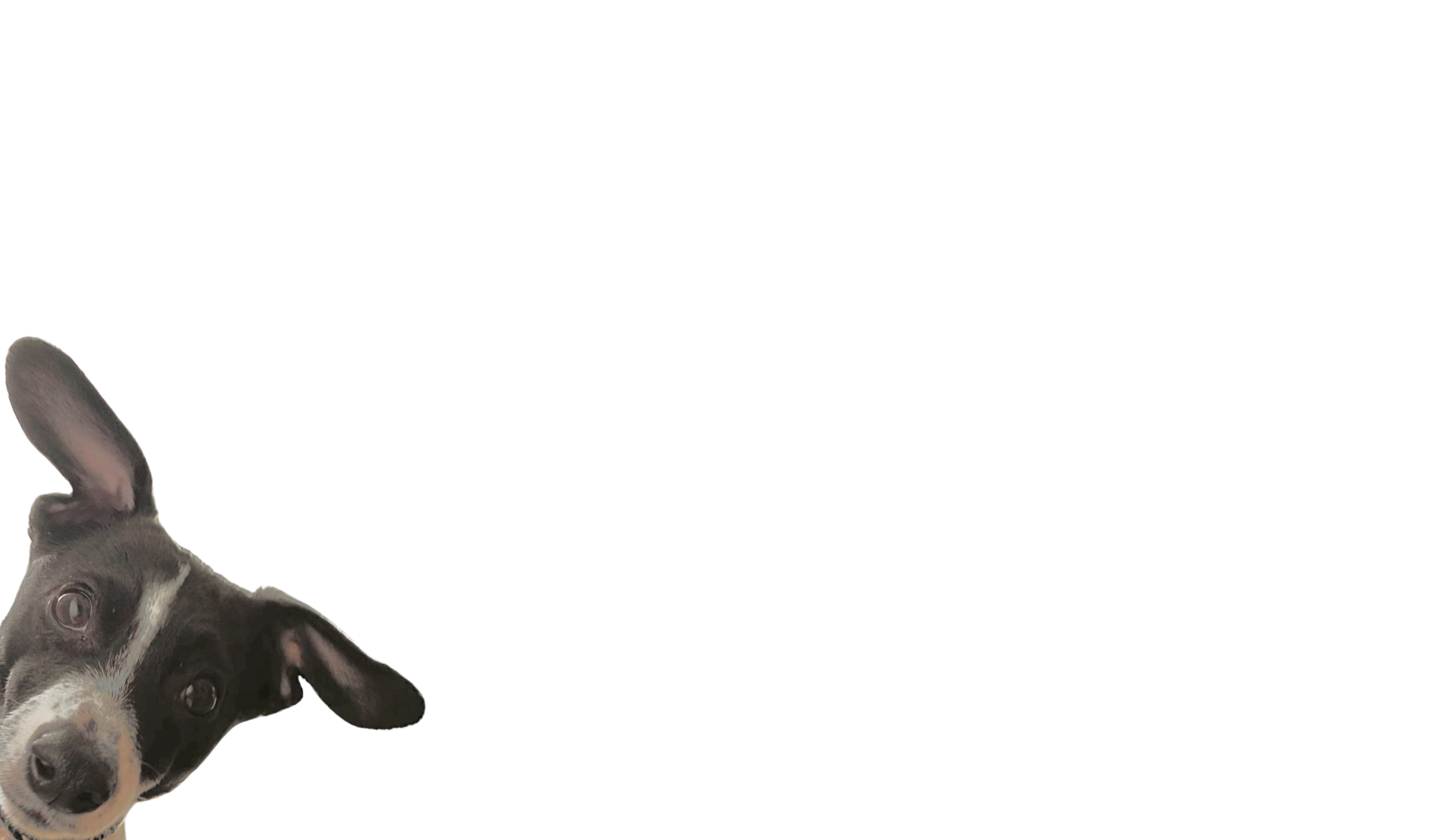 Footer image