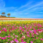 Flower Fields