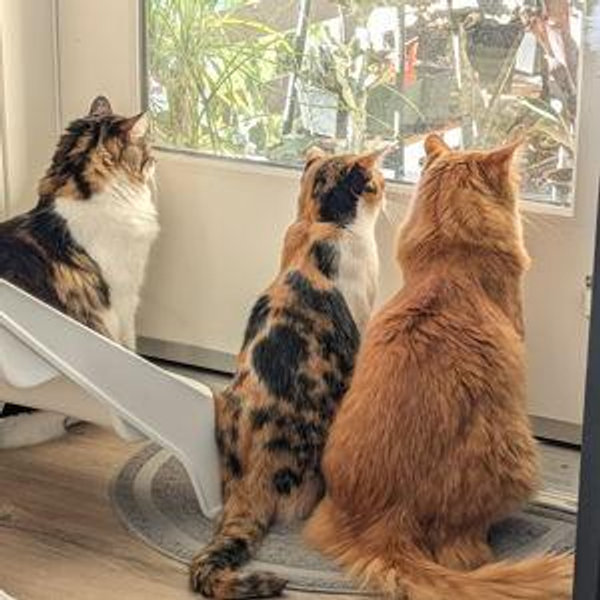 Future Catio