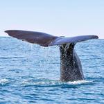 Dolphin & Whale Watching Cruise