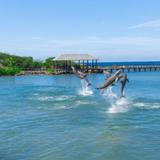 Dolphin Cove Ocho Rios