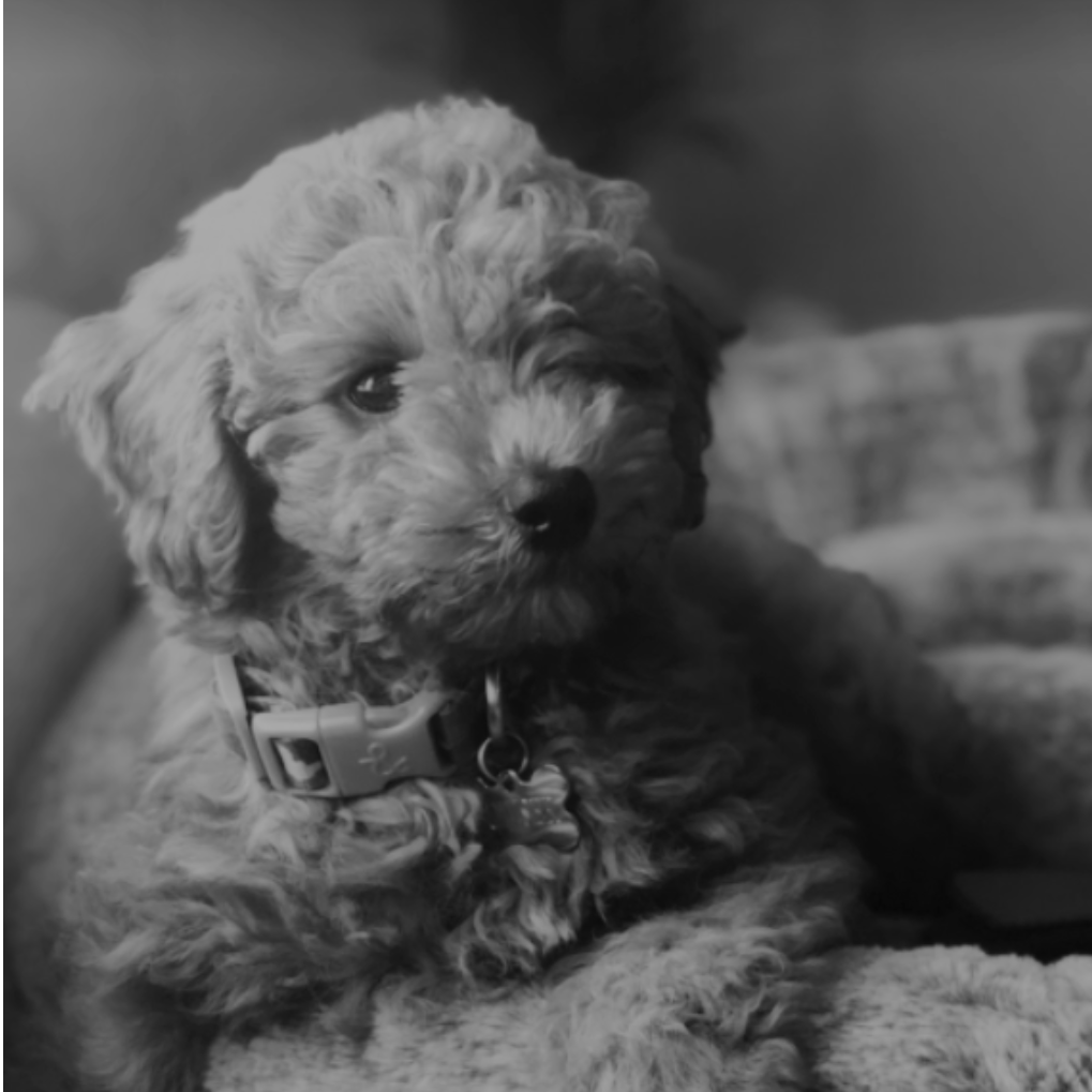 2018
The year we added a furry friend to our family. We couldn't imagine life without him.