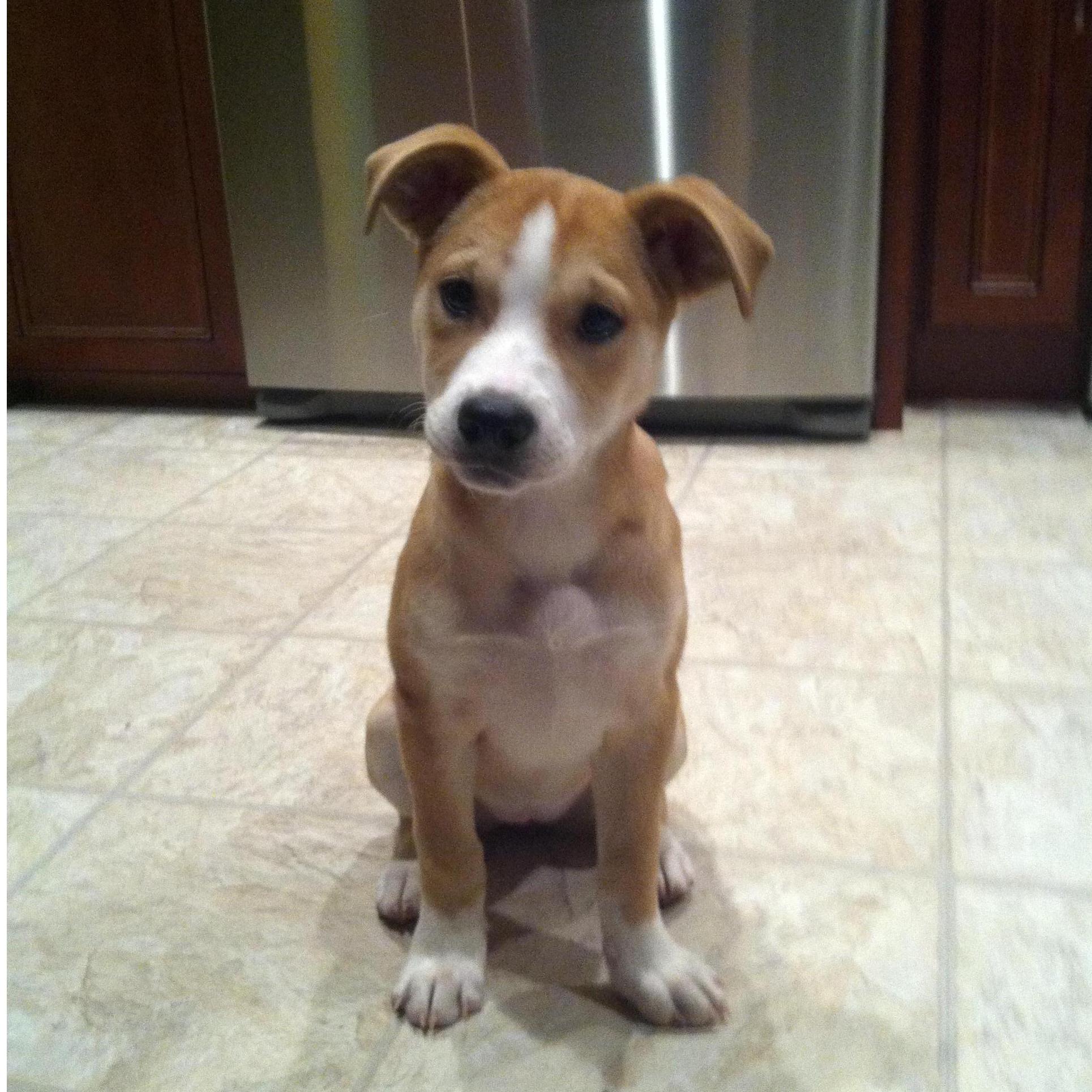 We got a dog together.  Jessie!