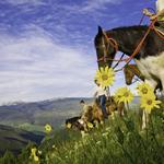 Horse Back Riding in Vail Valley