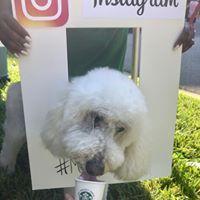 Puppachinos from Starbucks in the Main Hospital is a must for us when we're hosting pet therapy events
