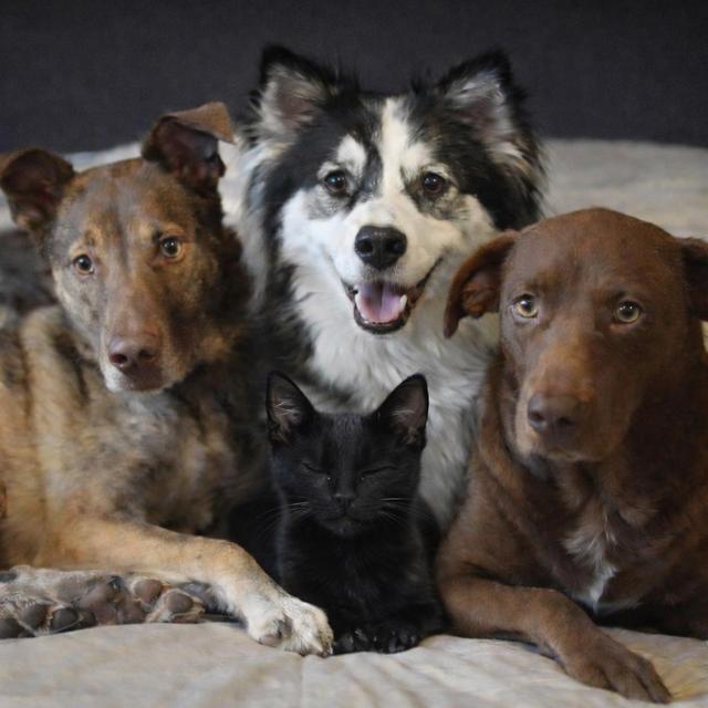 🐾 Our Fur-Ever Family Fund 🐾