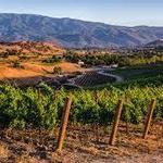 Crown Point Vineyards