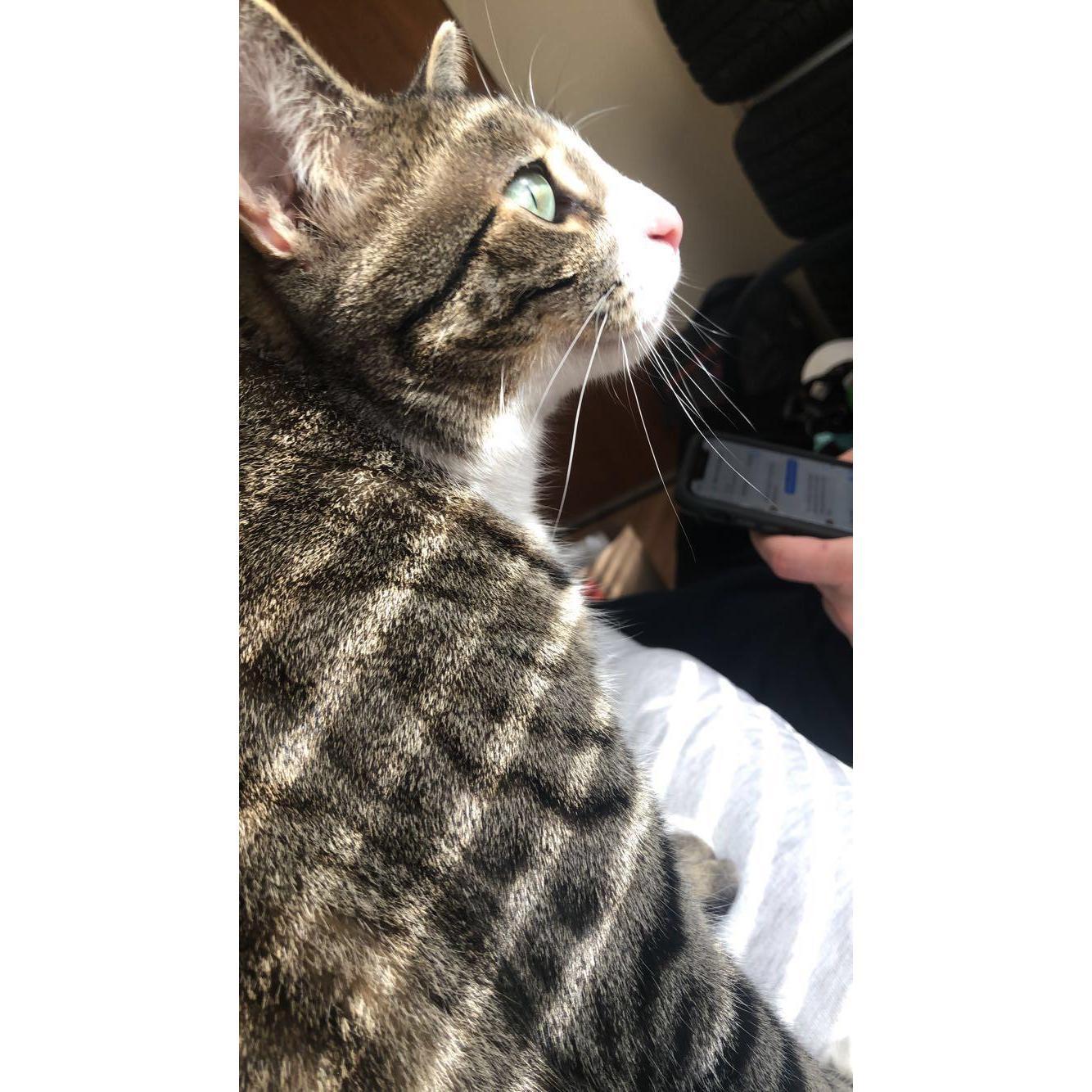 Our first cat, Lucky