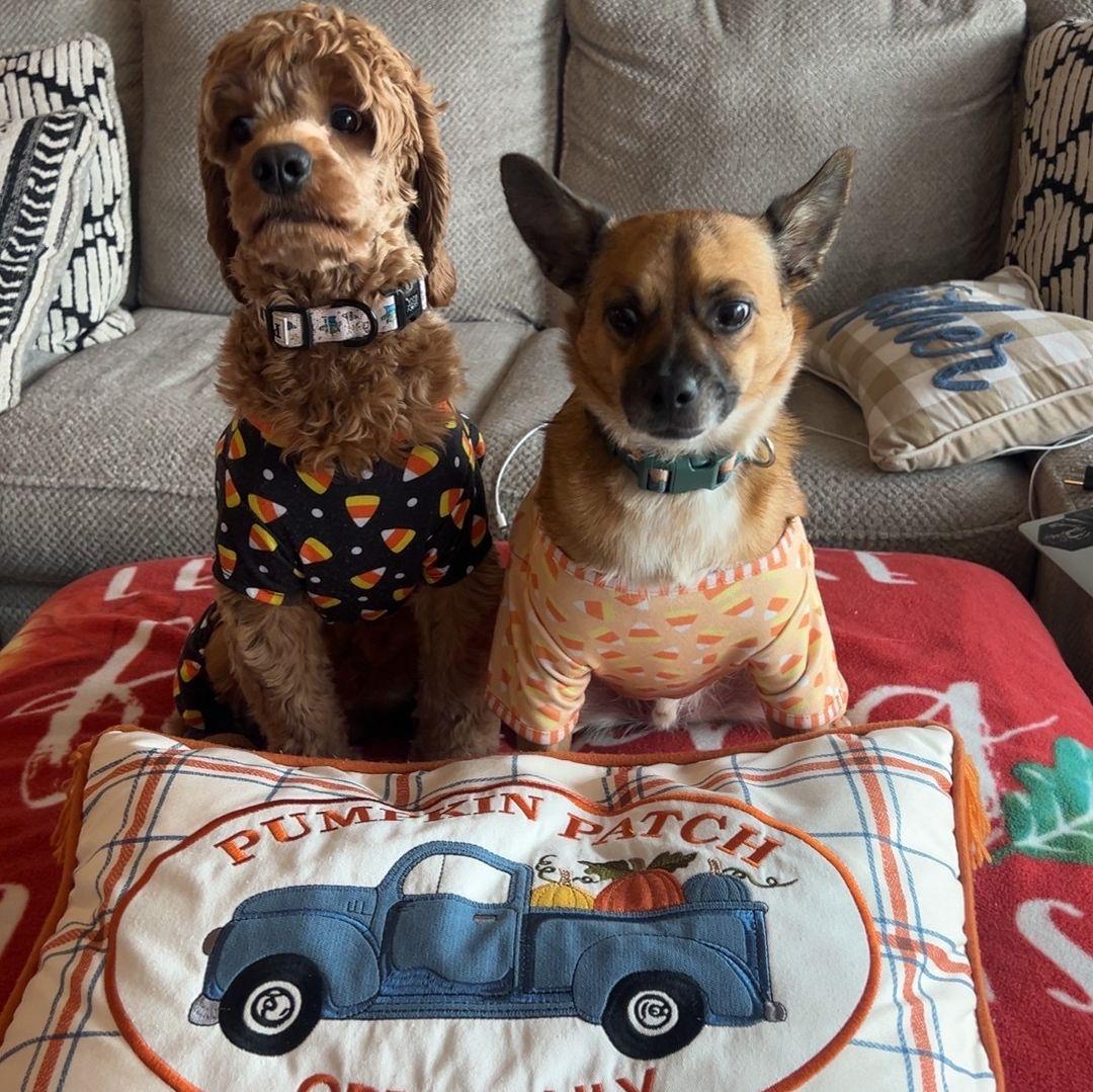 Our fur babies