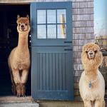 Island Alpaca Company
