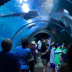 Downtown Aquarium