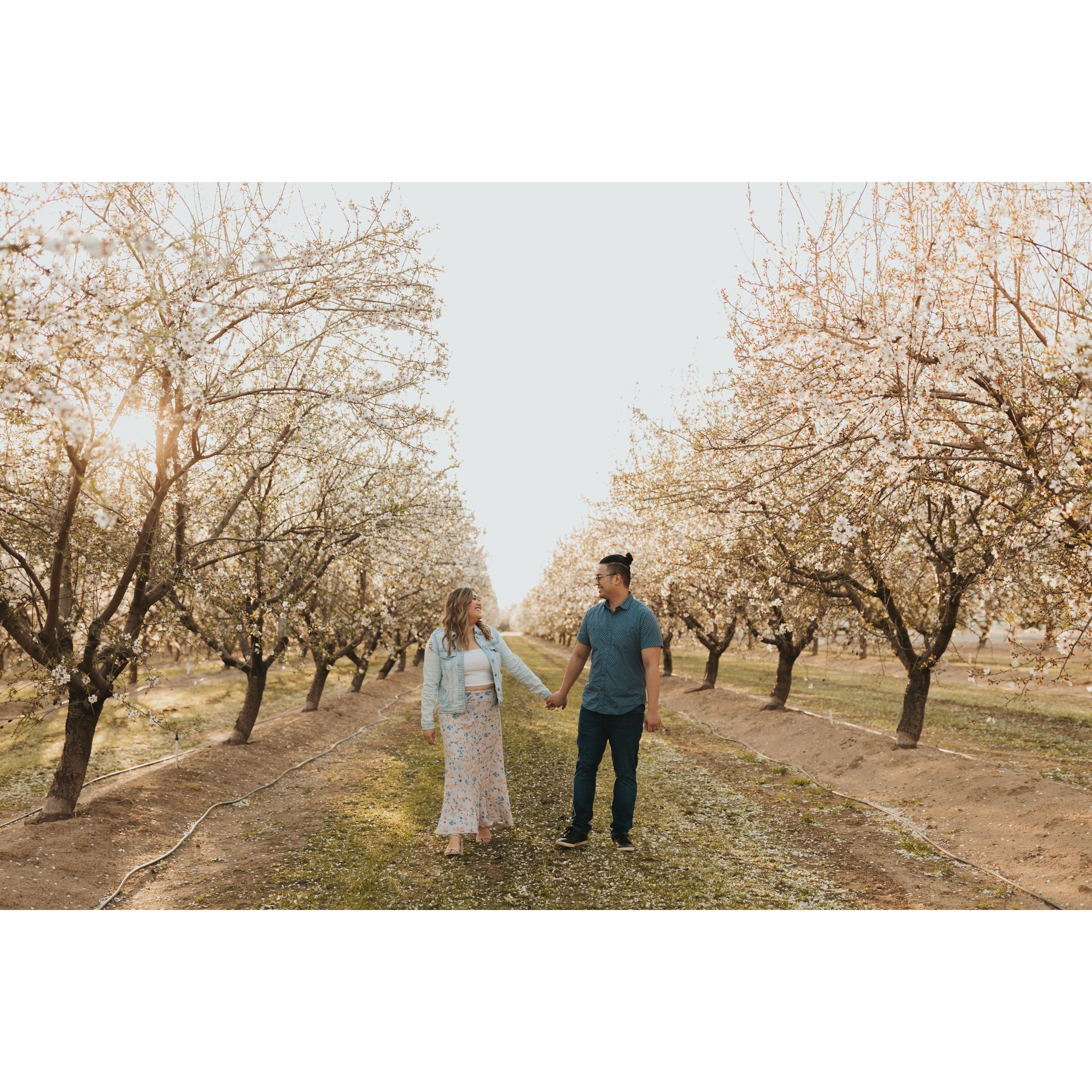 Almond Orchard — Modesto, CA