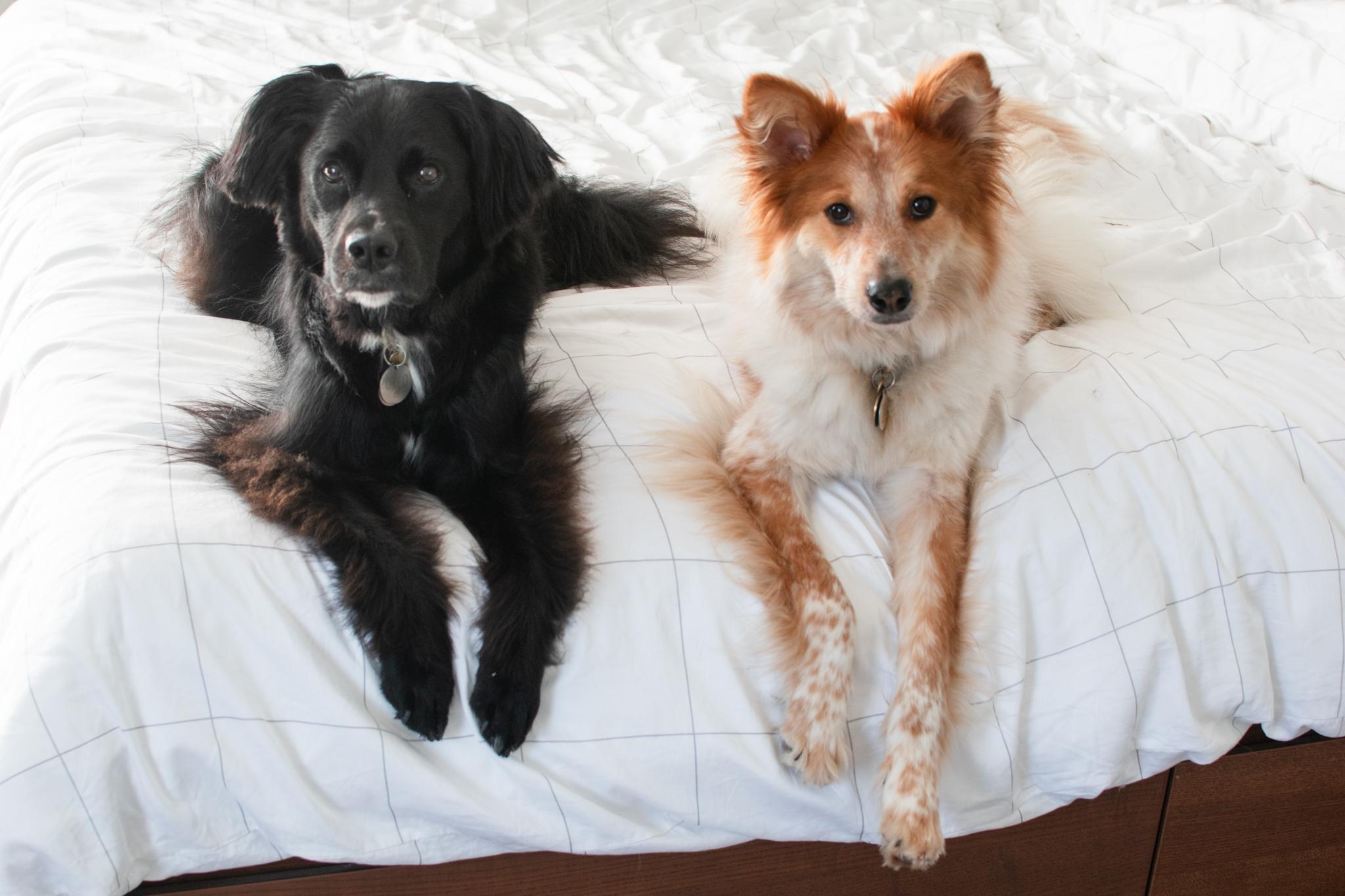 The Wedding Website of Alice Chen and Watson Yim