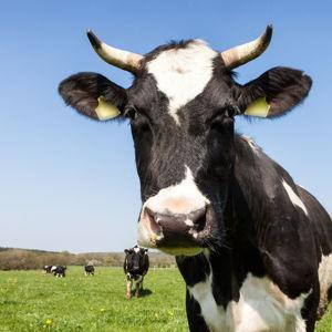 1/4 Cow