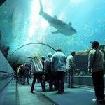 Georgia Aquarium