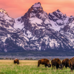 Grand Teton National Park