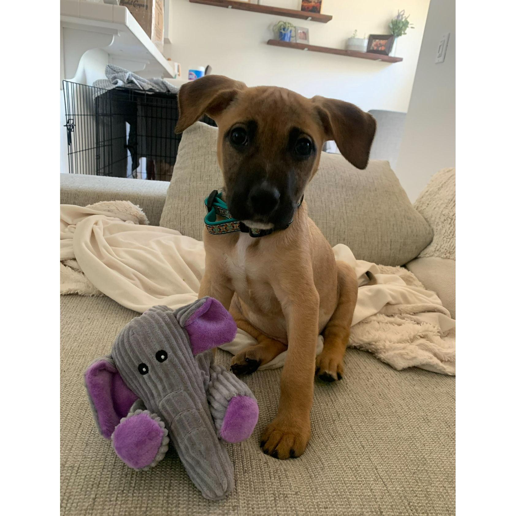 Here is a photo from the day we adopted her.