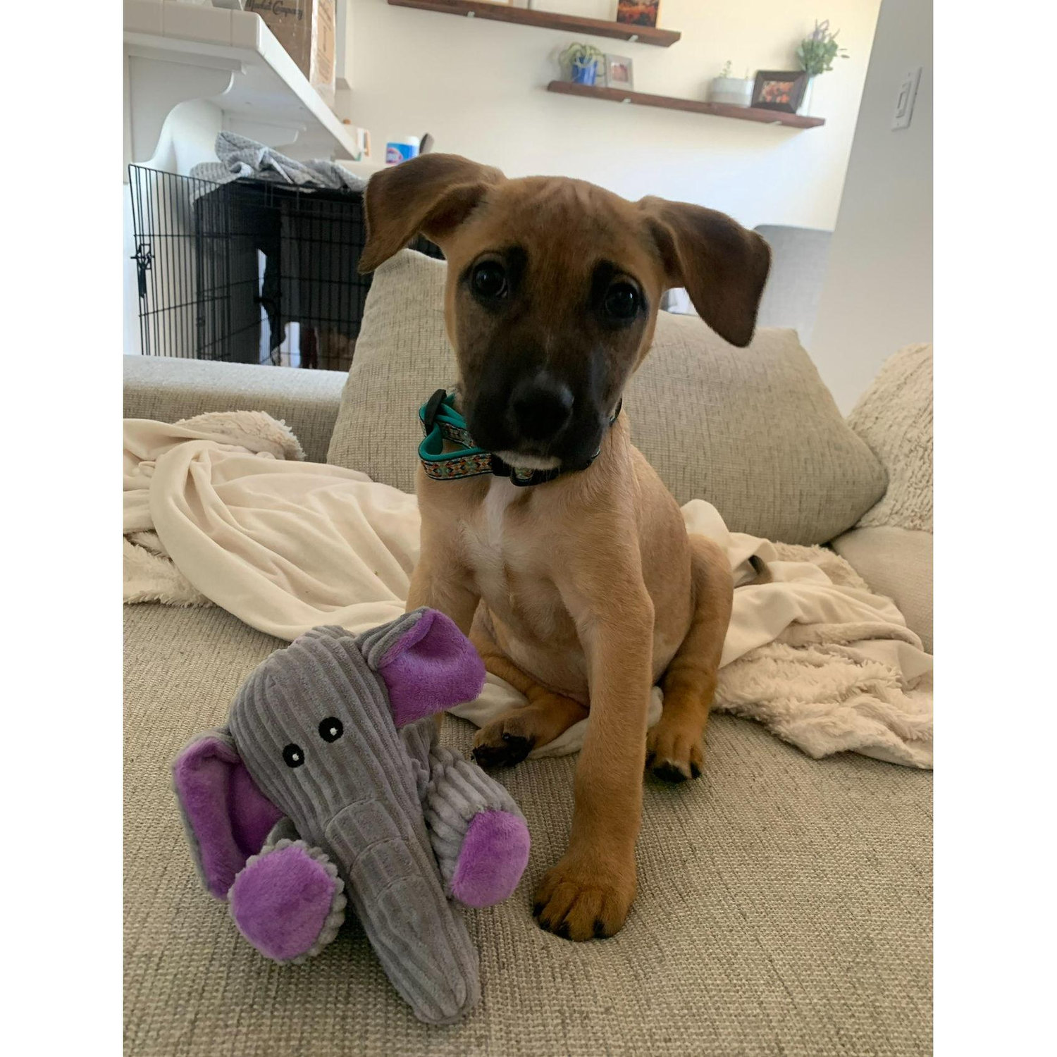 Here is a photo from the day we adopted her.