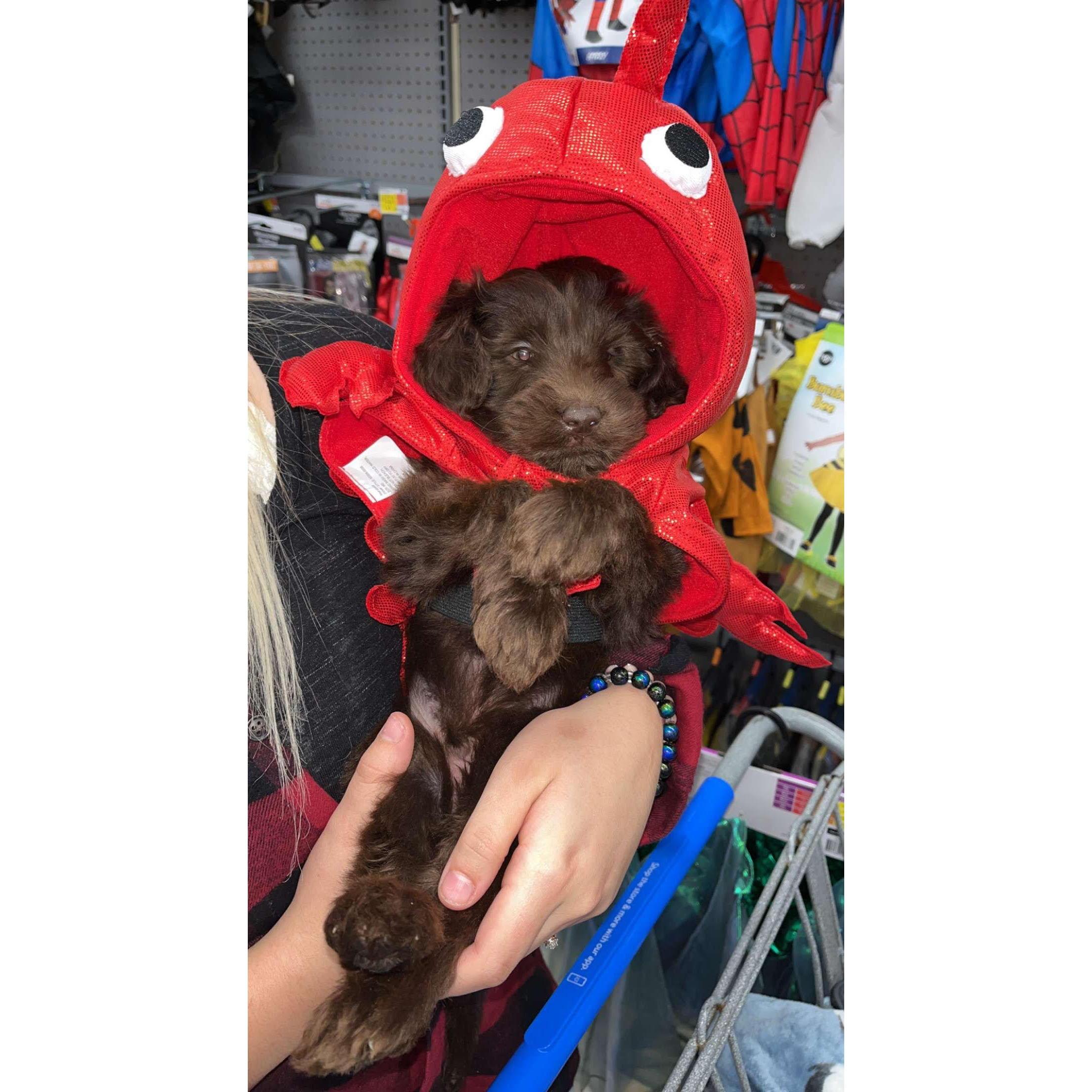 My surprise, Oakley