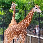 Naples Zoo at Caribbean Gardens