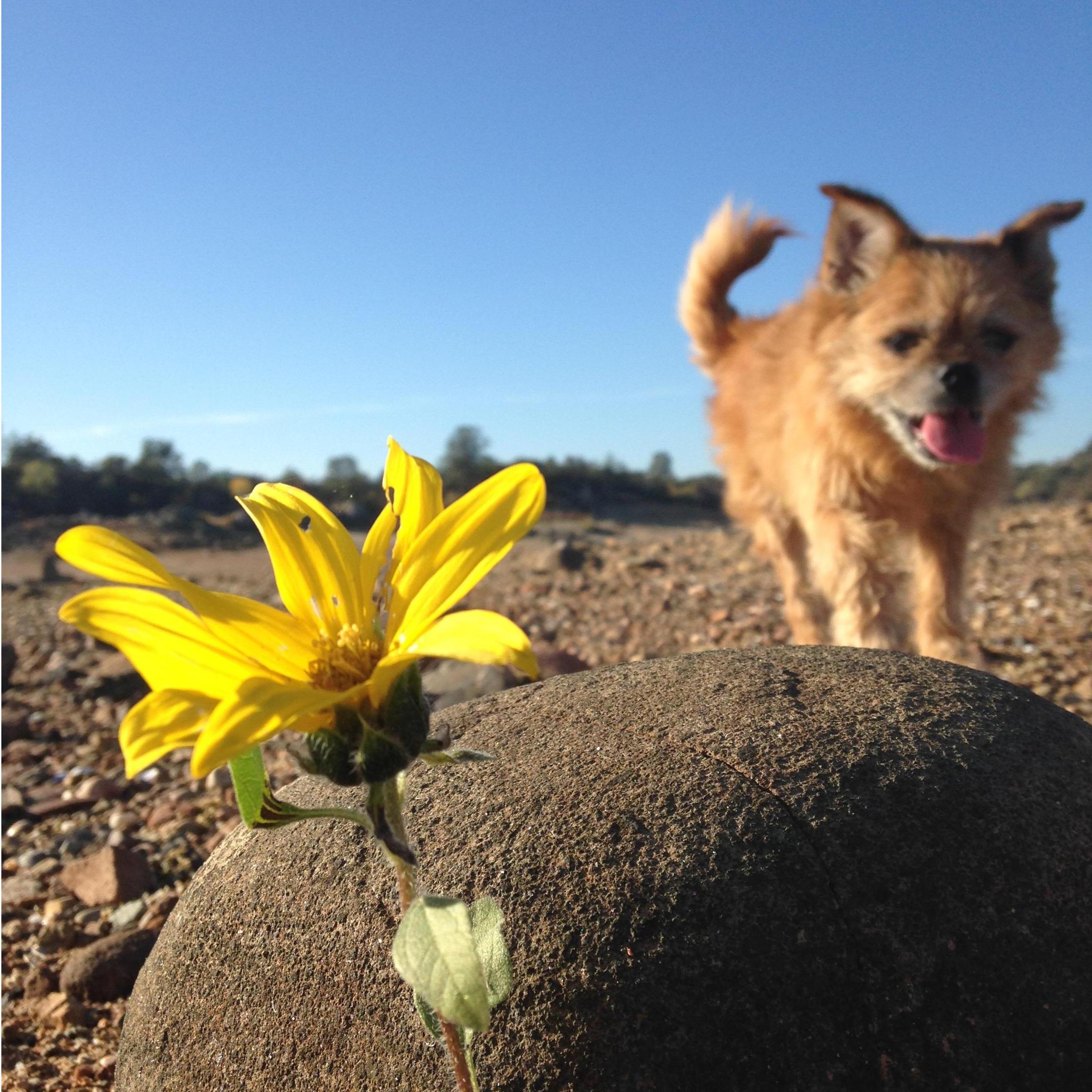 Skeeter was such an amazing dog...We truly miss him