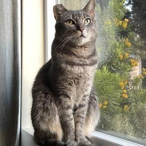 Catsitting for Grey