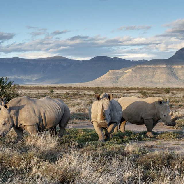 African Safari Private Tour