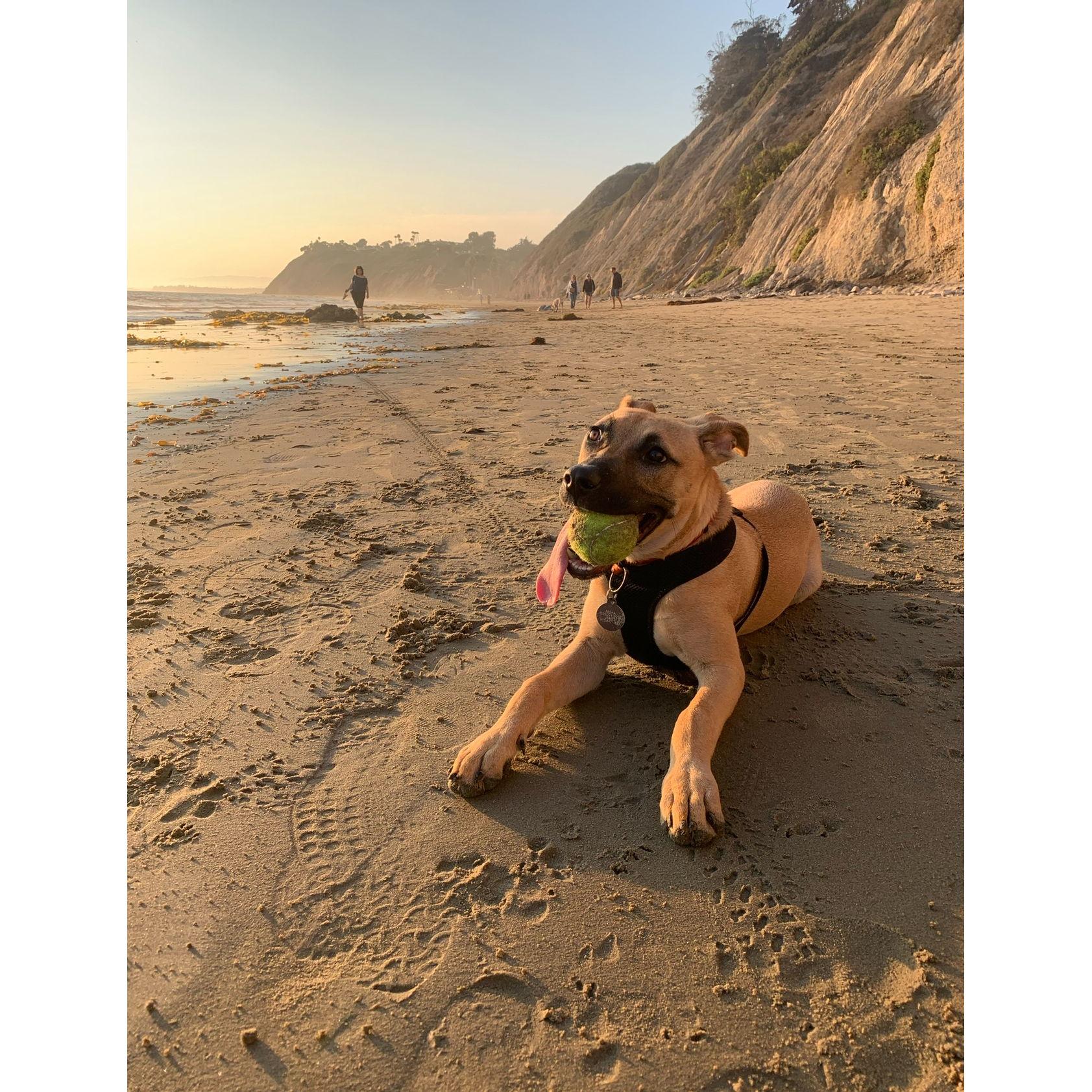 Charlie is absolutely obsessed with tennis balls, more then treats sometimes.