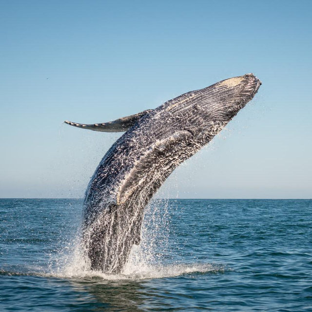 Whale Watching in Maine