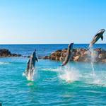Dolphin Cove Ocho Rios