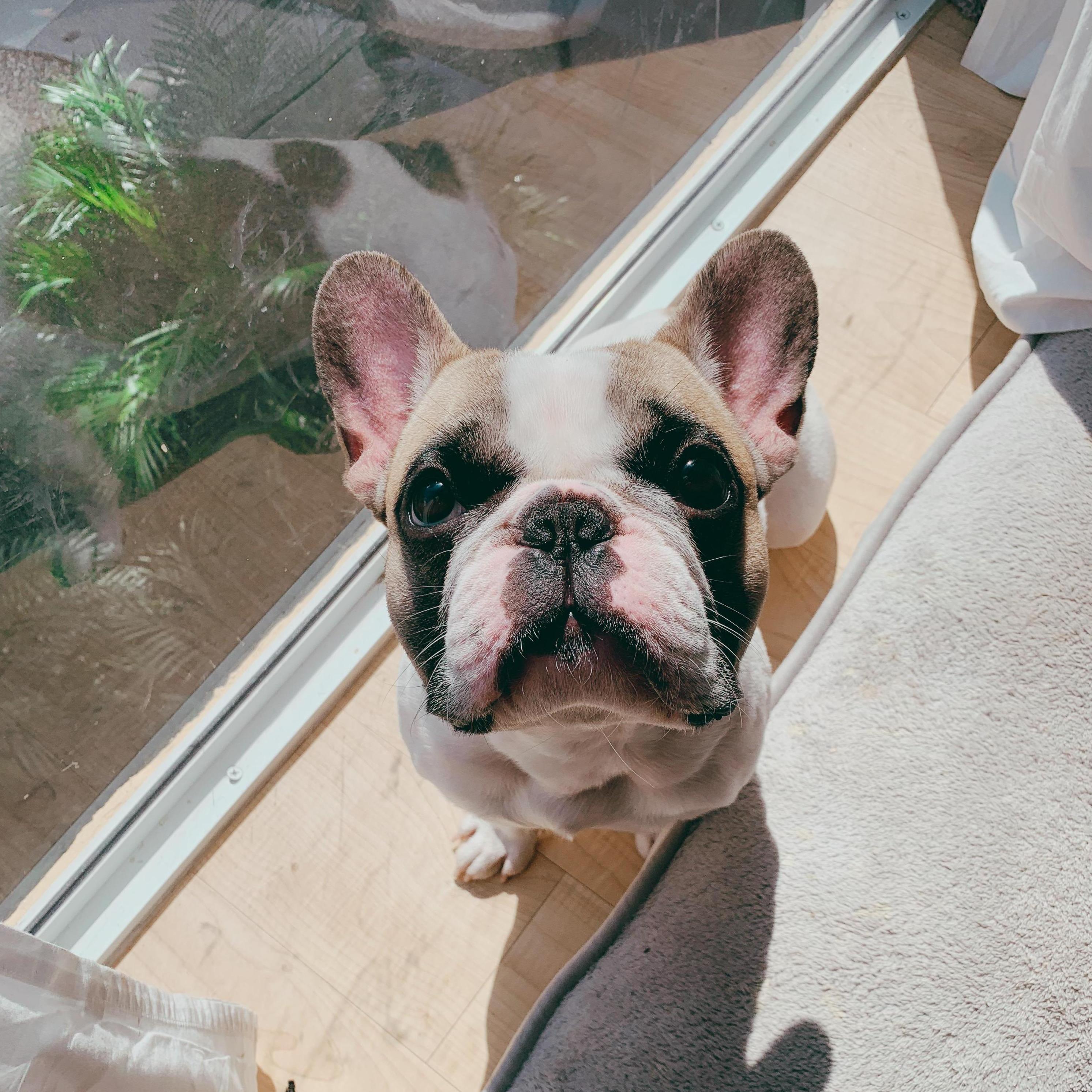 our frenchie - jax