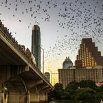 Watch the BATS!