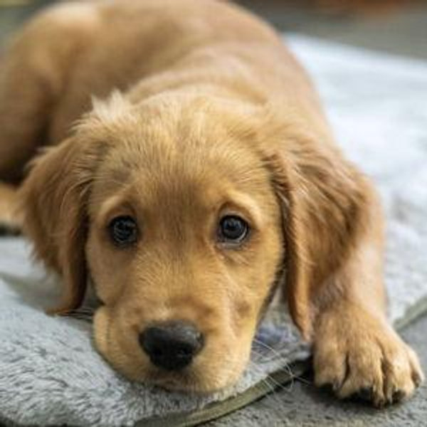 Our New Puppy