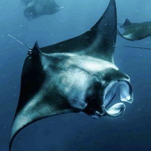 Snorkeling with Manta Rays on our Honeymoon