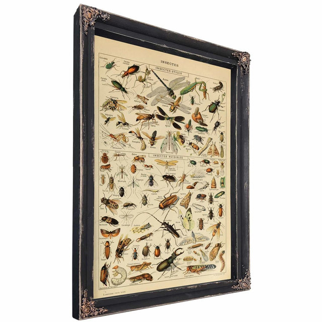 Insects Identification Reference Species Collection Entomology Diagram Chart Framed Art