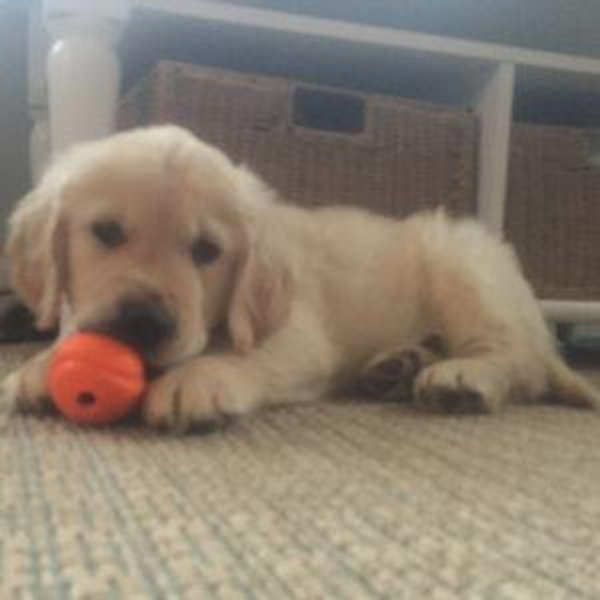 Our Golden Retriever Fund
