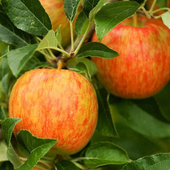 Apple Tree