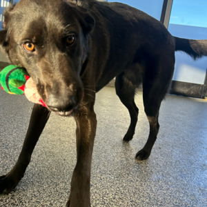 Dog Toys for Rosie