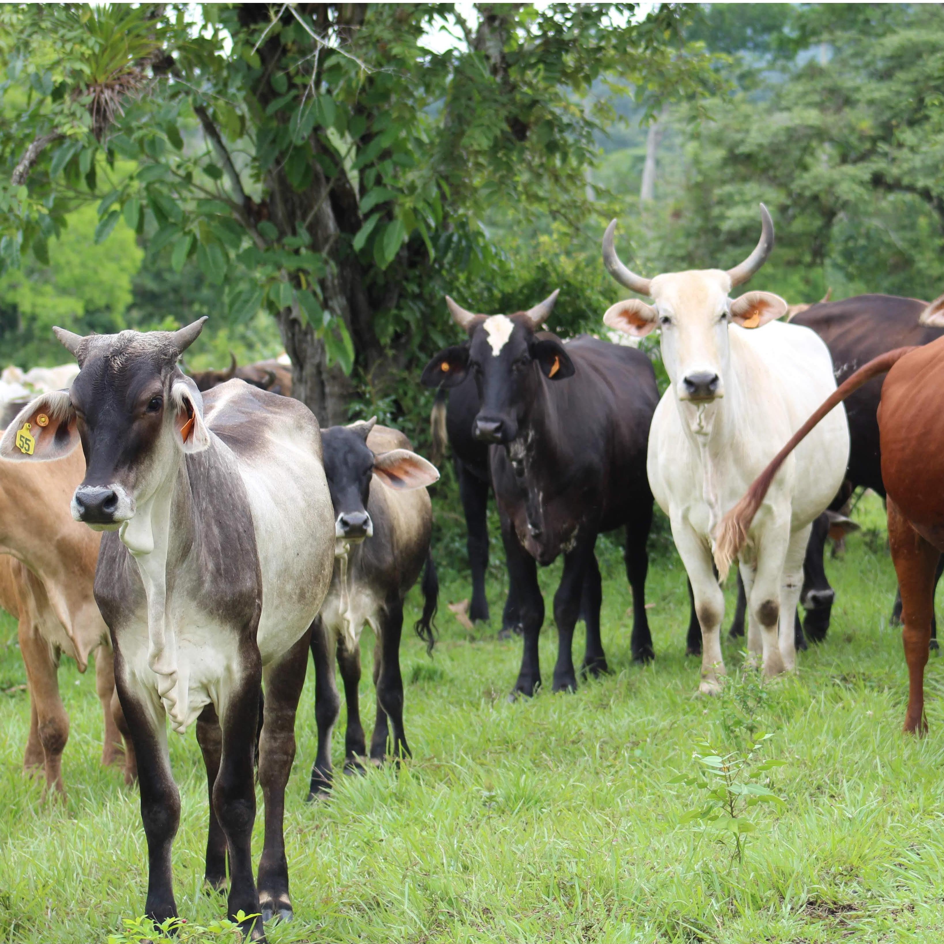 Don't be surprised if you see crowds of cattle on the farm; birds of a feather stick together
