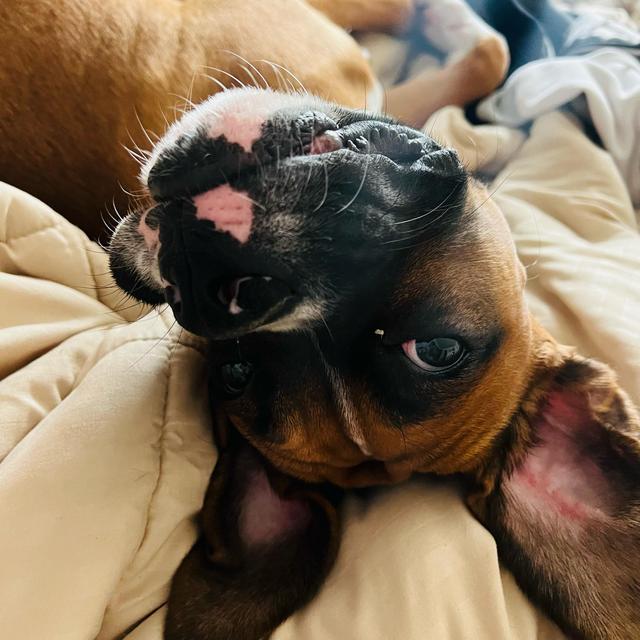 Year's Supply Of Pet Treats