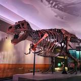 Field Museum