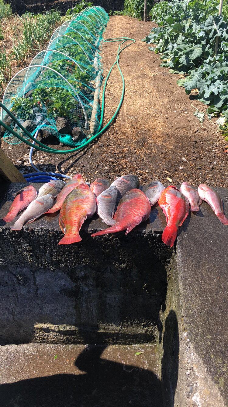Fresh fish caught by Marina's grandfather on Pico Island