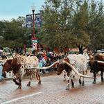 Mule Alley